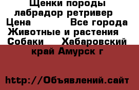 Щенки породы лабрадор ретривер › Цена ­ 8 000 - Все города Животные и растения » Собаки   . Хабаровский край,Амурск г.